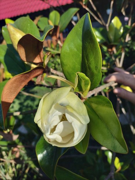 IMG20230701085414 - Magnolia grandiflora gallisoniensis