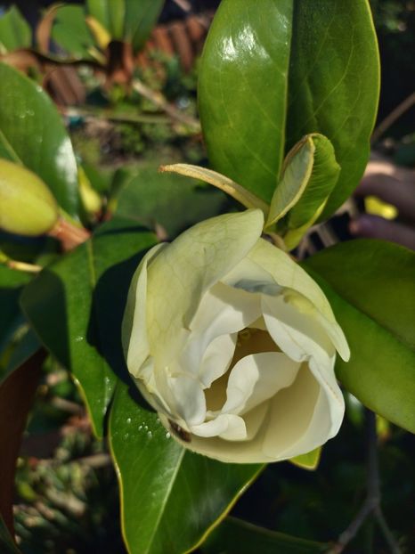 IMG20230701085349 - Magnolia grandiflora gallisoniensis