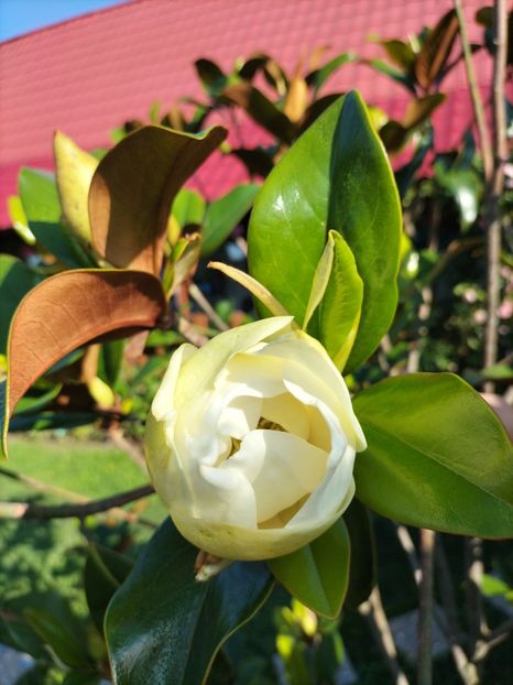 IMG20230701085410 - Magnolia grandiflora gallisoniensis