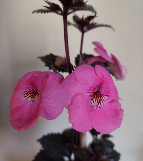  - RF-S PINK PARASOL