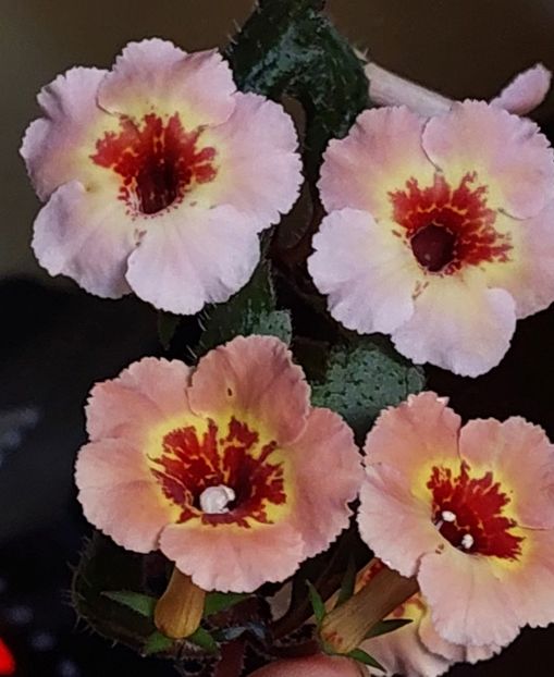YELLOW QWEEN HY - AAA RIZOMI ACHIMENES DISPONIBILI -2023