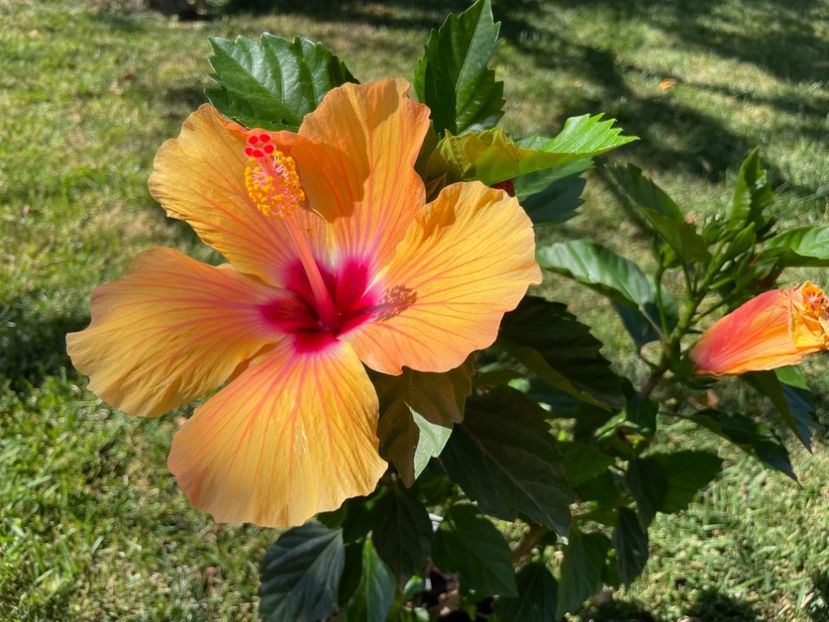 EB272823-776C-47FD-9EC3-5F739908116D - Orange - Roz - Rosu