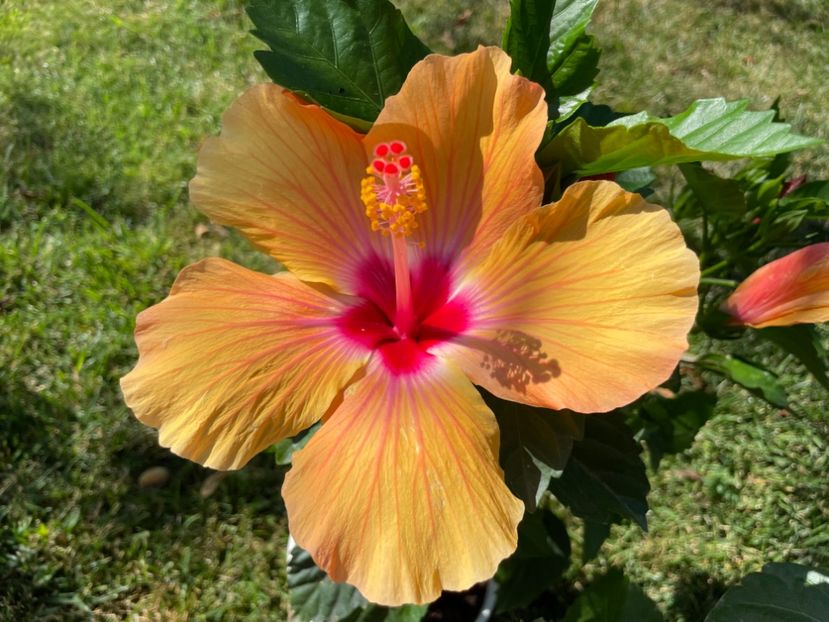 3CEAA90B-DD50-4F23-BE62-1730023392D2 - Orange - Roz - Rosu