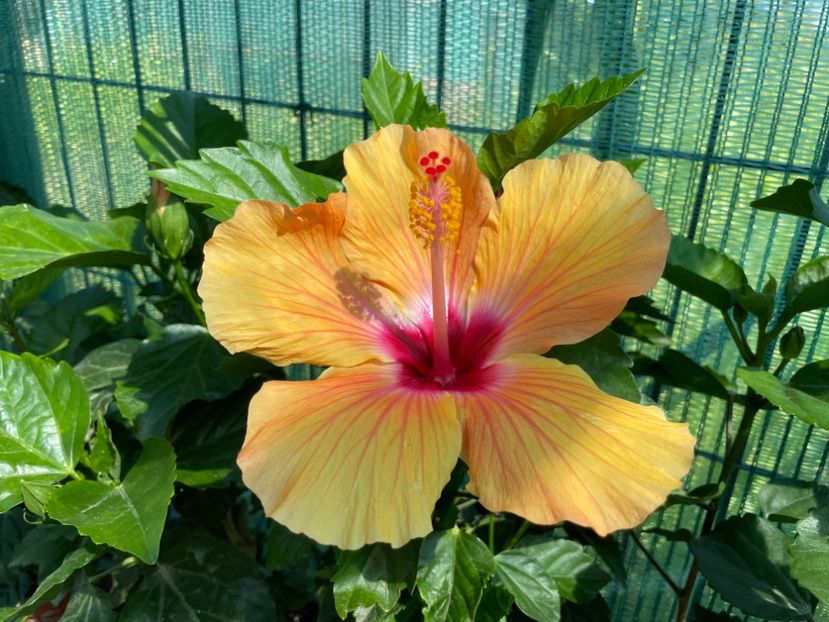 18F80361-F7AA-4BB8-9219-F4CA35AE13D7 - 001 - Hibiscusi