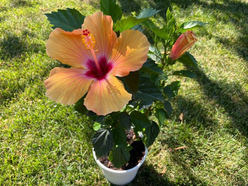 75E8D9F5-F11B-464C-956C-CA6F59CFF934 - 001 - Hibiscusi