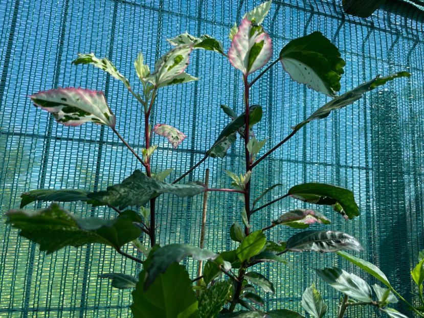 46275DF5-67F5-4110-9F37-F45FB6F350E0 - 001 - Hibiscusi