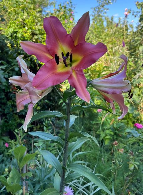 8286CAEC-22C3-4AA5-AD0B-DD51414F08F7 - Crini 2016 2023