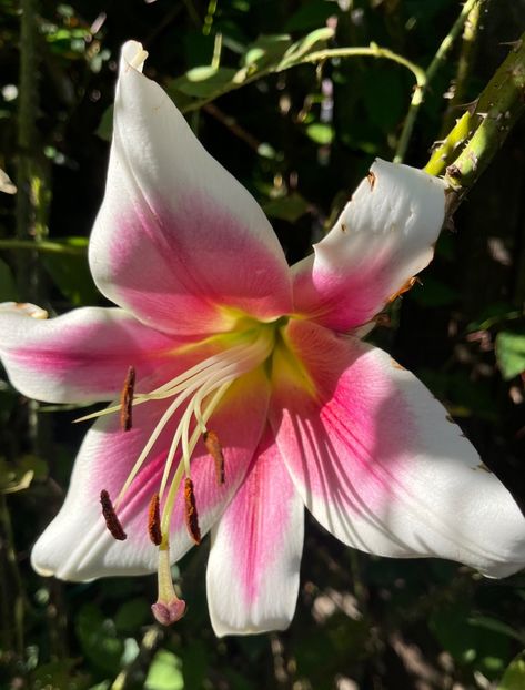 E22E9320-C89A-489D-BB3B-F97F30878D48 - Crini 2016 2023