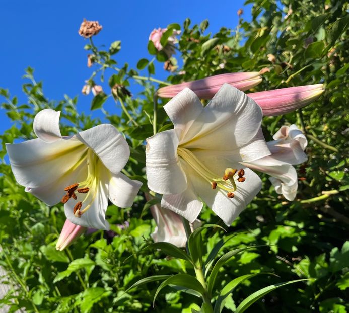 18DCD903-F1C8-4F5E-A4C5-ACB3E2F94C7A - Crini 2016 2023