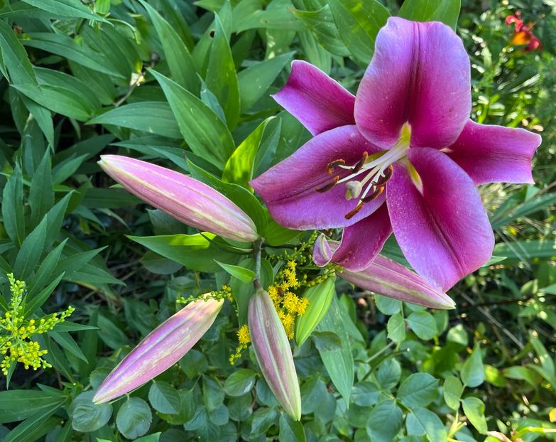 ECDAB21E-0182-428D-AFDF-BBBC3AFF2D40 - Crini 2016 2023