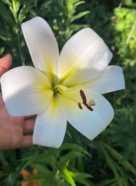 A47C0FC8-C152-4515-B27F-F47050144135 - Crini 2016 2023