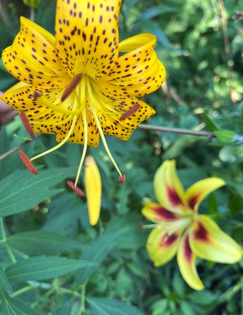 85516F12-8EAB-4B66-946A-C0672E90A3AC - Crini 2016 2023