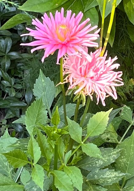 021A17AB-74B9-4F3F-A0BD-4651745E01A8 - Dalii 19-20 23