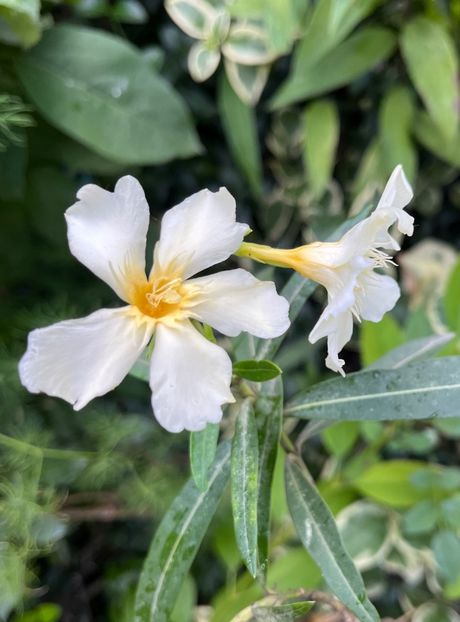 70E3CEFD-EBCD-43D7-98AF-38B5593E043C - Leandru