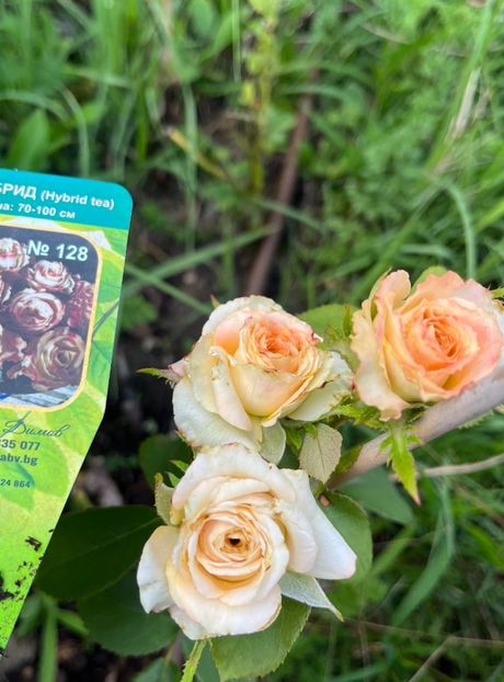 9107C601-E1EE-44FC-934A-2BF68F6978B9 - Trandafiri la balta 2023 2