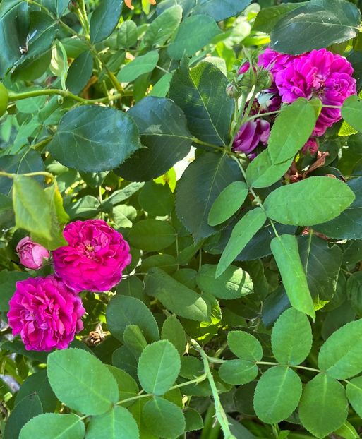 6C503028-4C88-4319-8498-00CC39932B2D - Trandafiri la balta 2023 2