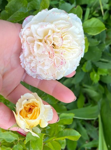 F46970C8-4294-49CA-B390-B7672C6A1285 - Trandafiri la balta 2023 2