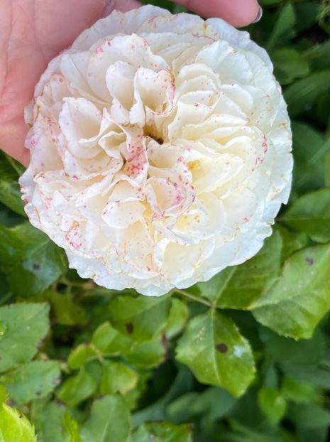 36E4F0C3-36EF-4B10-95E2-5806484F1F1B - Trandafiri la balta 2023 2