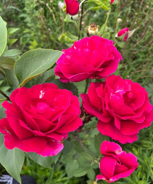 E7815C27-9736-477C-AEED-CA64DB953B4D - Trandafiri la balta 2023 2