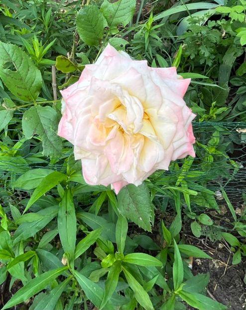 AD3AFC26-9357-4EA0-A762-E8EF81F846AC - Trandafiri la balta 2023 2