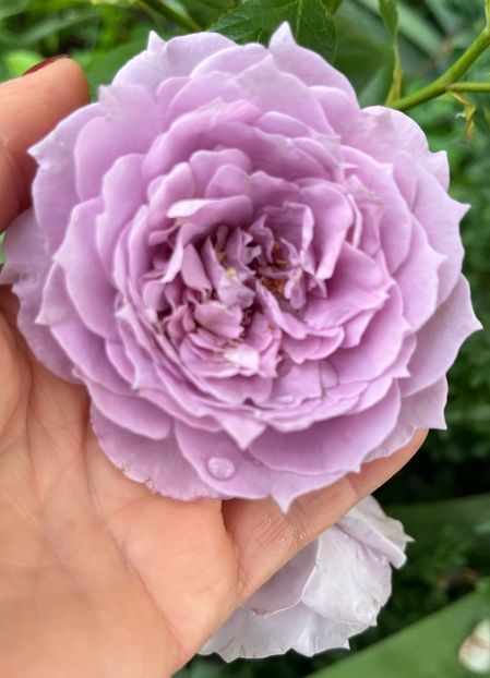 46E9BA10-D11F-47AF-BB5D-AC6CE9A727DD - Trandafiri la balta 2023 2