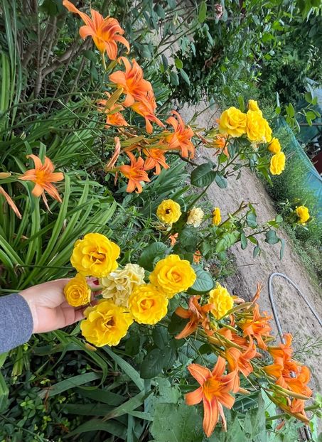 AFA13C7E-B90E-44C1-B666-92F64E50D5F3 - Trandafiri la balta 2023 2