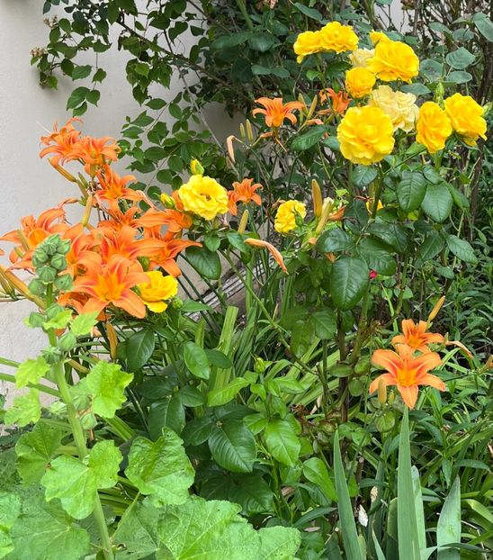 1913C99B-61E0-4117-A667-E0A25AF5E9BD - Trandafiri la balta 2023 2