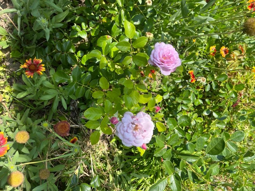 39B6F1DD-B406-4C52-9A16-4F4886AEA44A - Trandafiri la balta 2023 2