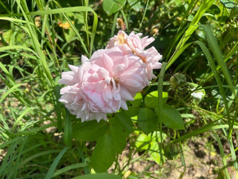 B7FFA30F-2536-42E6-833A-8CB2A0DB82A5 - Trandafiri la balta 2023 2