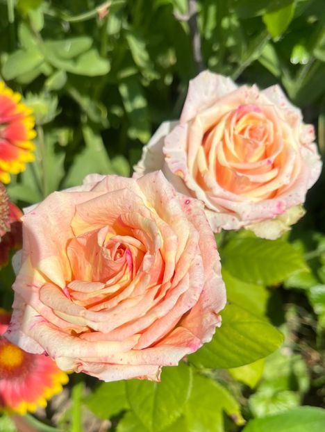 1C6C47E5-ADA7-4242-8F19-ED66C539A393 - Trandafiri la balta 2023 2