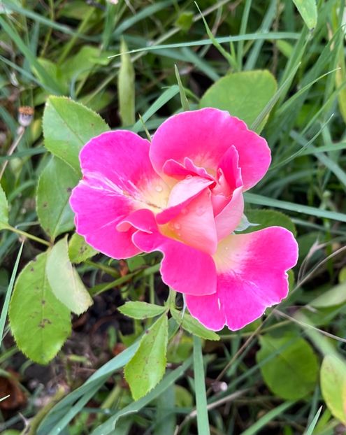 13E08D9F-7072-4257-BD10-B739DD2E8E96 - Trandafiri la balta 2023 2