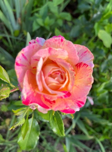 F1A2E0B2-AF4C-4BE8-A5CE-CD66398D2262 - Trandafiri 2023 3 2024