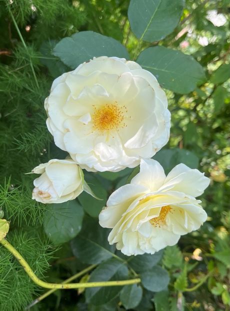 C2C5F8C6-5E4B-4CFC-97A6-8DCBD1BCEE3F - Trandafiri 2023 3 2024