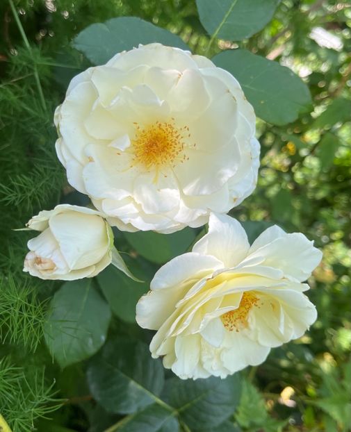 BE88B5F0-8462-4CC2-A132-ADFEF8C07A21 - Trandafiri 2023 3 2024