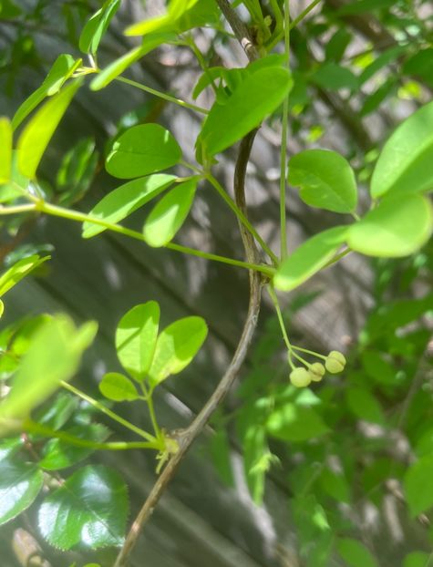 828FB030-0912-4AA0-8E0A-81E18253AF62 - Flori 2022 2023