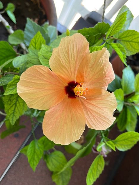 D406D88A-9E5D-4362-A43D-A64271E2DFC0 - Hibiscus