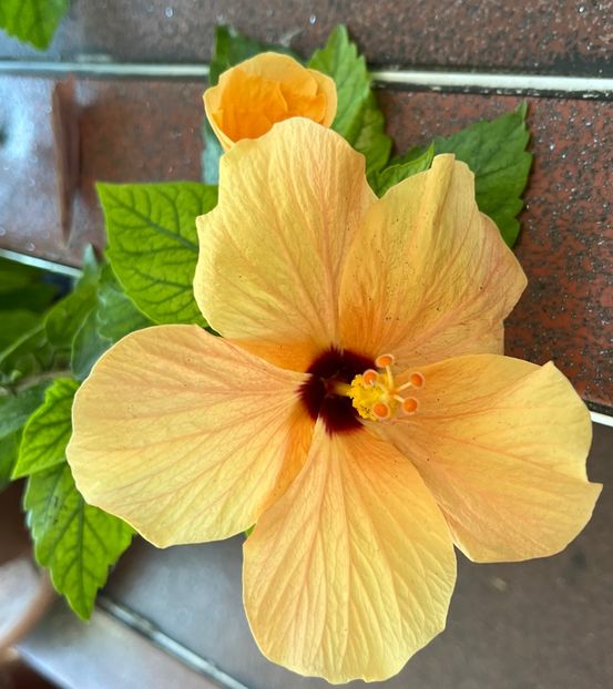 93A8BA9E-7493-4F6C-A214-019461C34C49 - Hibiscus