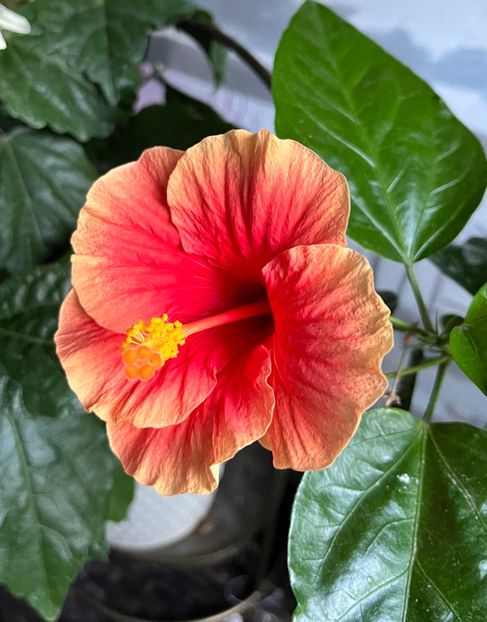 4ECB5DE7-908D-4651-A097-A6A341E32678 - Hibiscus
