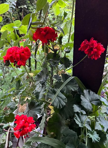 CDDB9179-7745-4C54-BA81-4CC557DA7D61 - Muscate