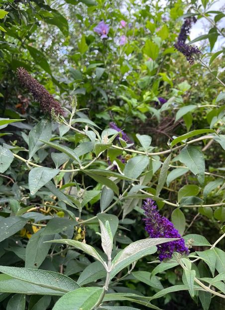 549195D0-0B20-4736-A5D4-726DB820DB3F - Arbusti 2017 23 24