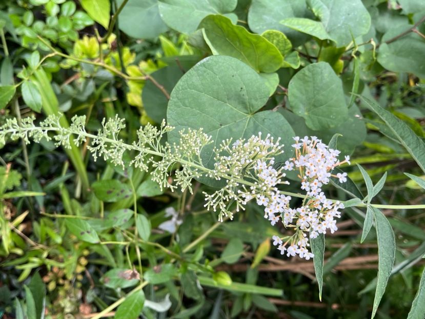 F0C10A6A-A88C-4196-9A75-C05EAD47A558 - Arbusti 2017 23 24