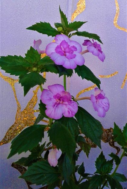  - 000014 ACHIMENES