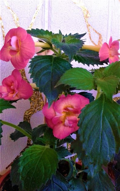  - 000014 ACHIMENES