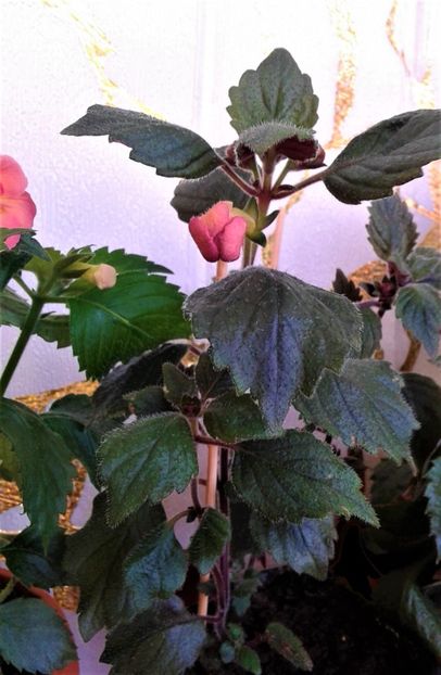  - 000014 ACHIMENES