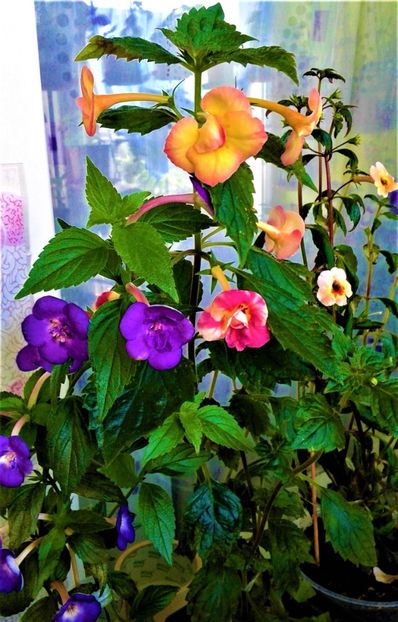  - 000014 ACHIMENES