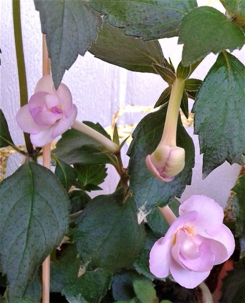  - 000014 ACHIMENES