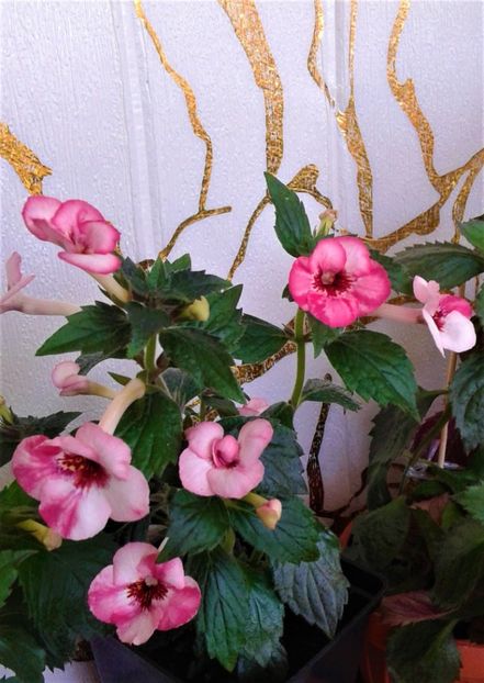  - 000014 ACHIMENES