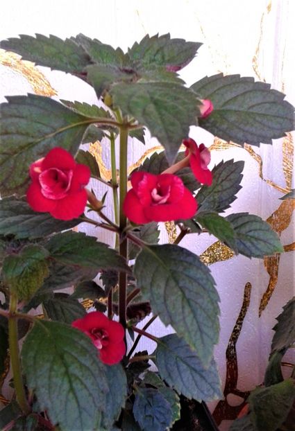  - 000014 ACHIMENES