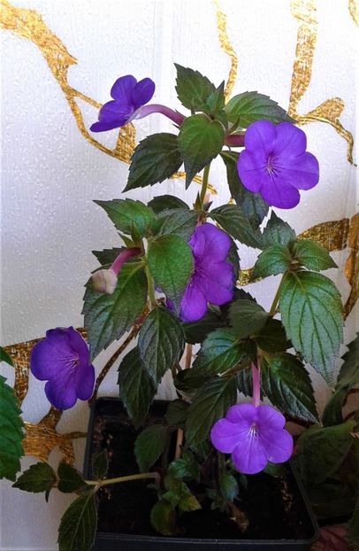  - 000014 ACHIMENES