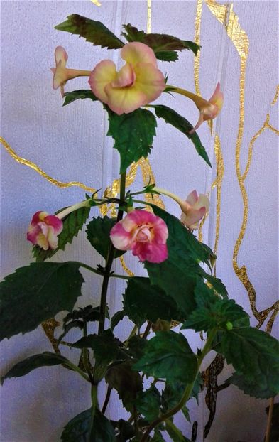  - 000014 ACHIMENES